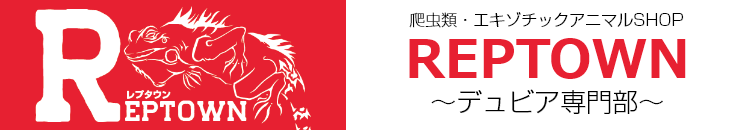 爬虫類・エキゾチックアニマルSHOP REPTOWN ～デュビア専門部～